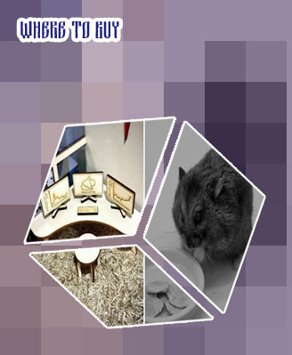 Hamster crypto where to buy
