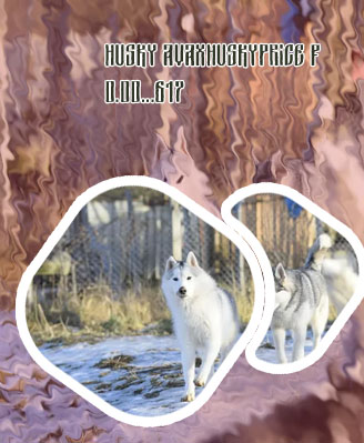 Husky x cryptocurrency